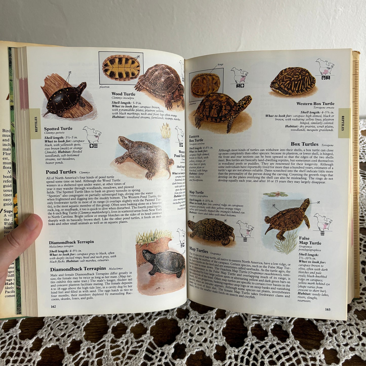 Vintage North American Wildlife Illustrated Guide