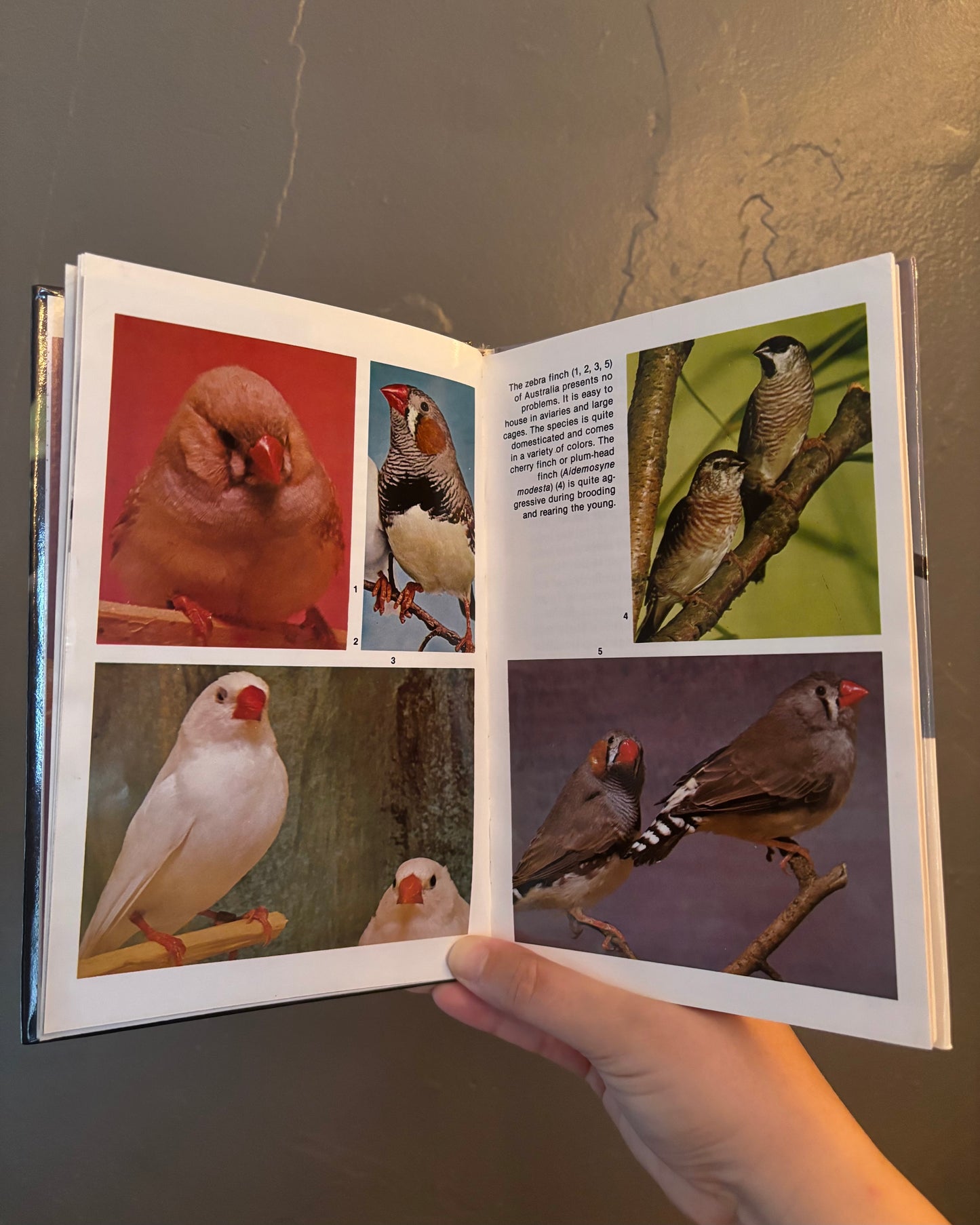 Finches Hardback Book