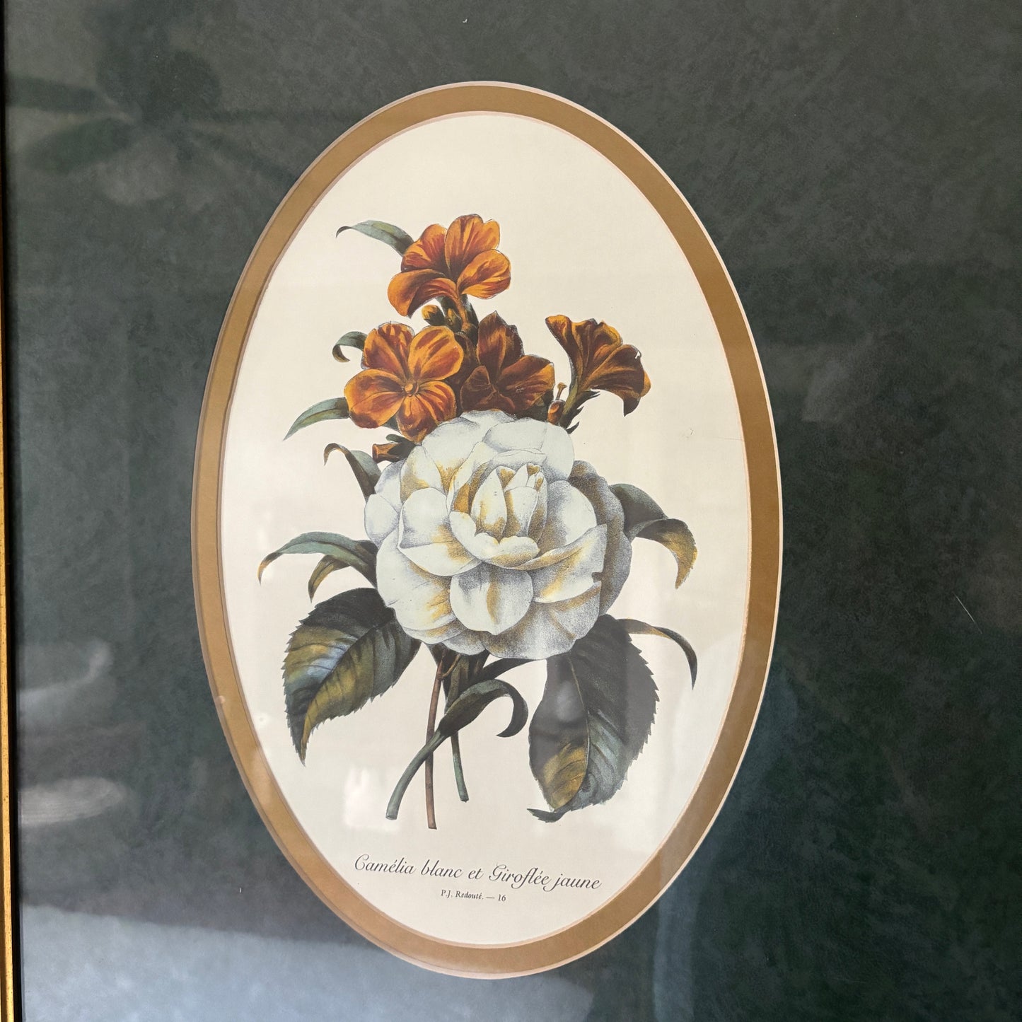 Vintage Framed Camelia Print