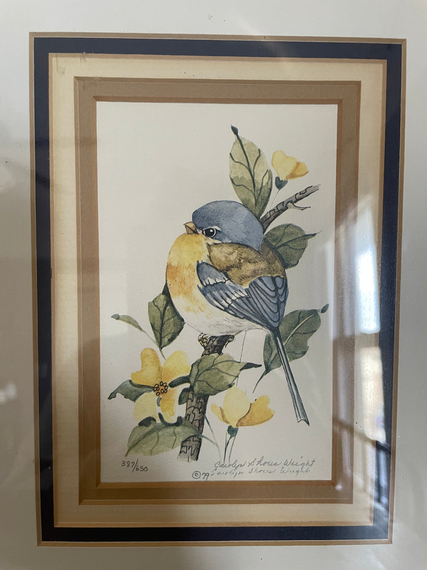 Limited Edition Framed Bird Prints by Carolyn Shores Wright